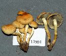 Hypholoma fasciculare var. fasciculare image